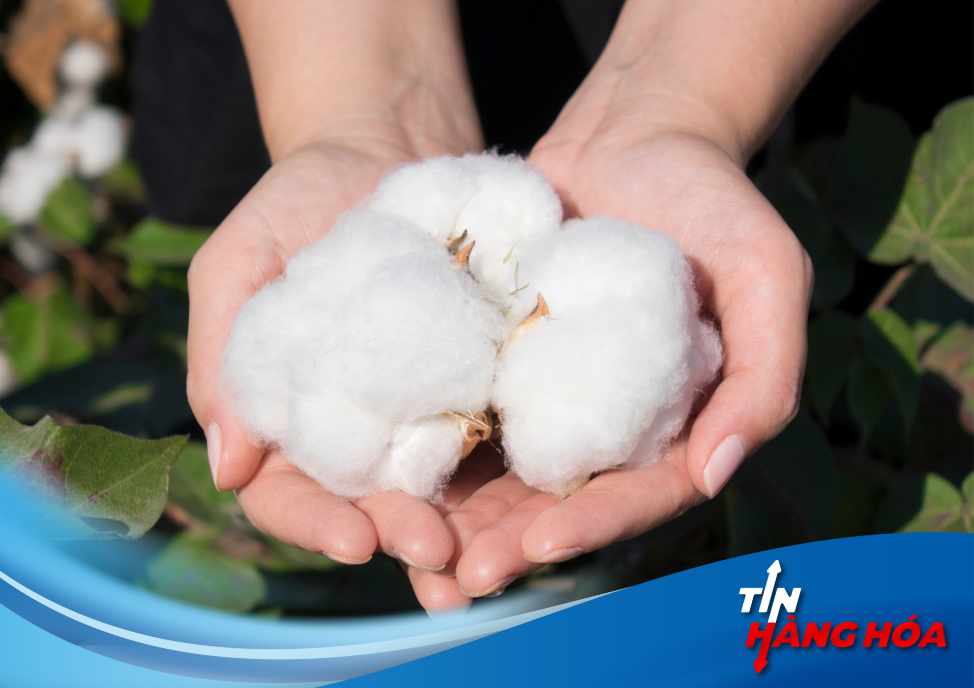 Tiêu đề: Nguyên liệu công nghiệp: Từ ca cao đến bông, thị trường trỗi dậy sau những cơn bão!